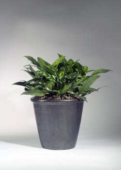 آگلونما ماریا